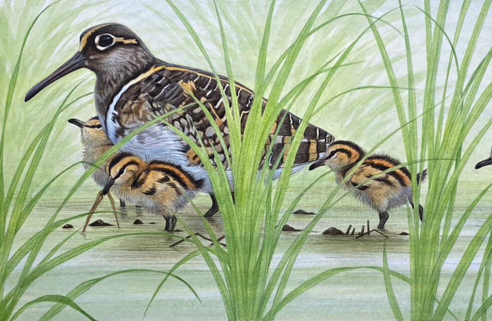 タマシギの親子　個人依頼