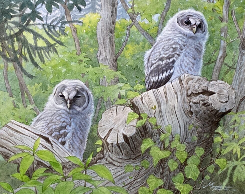 フクロウ巣立ちビナ