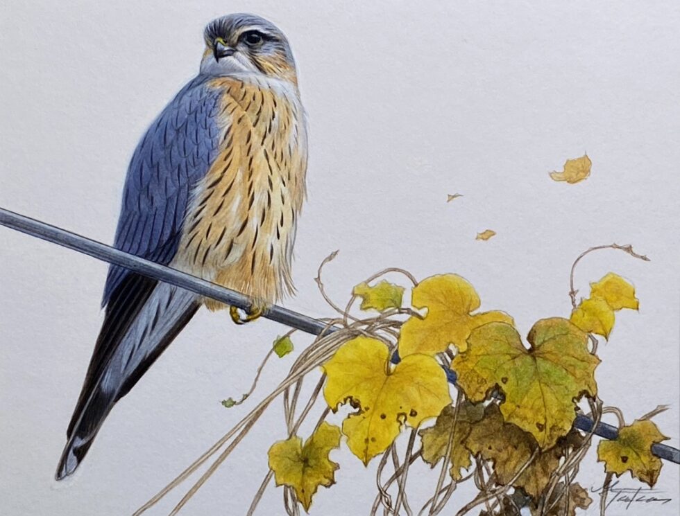 コチョウゲンボウ