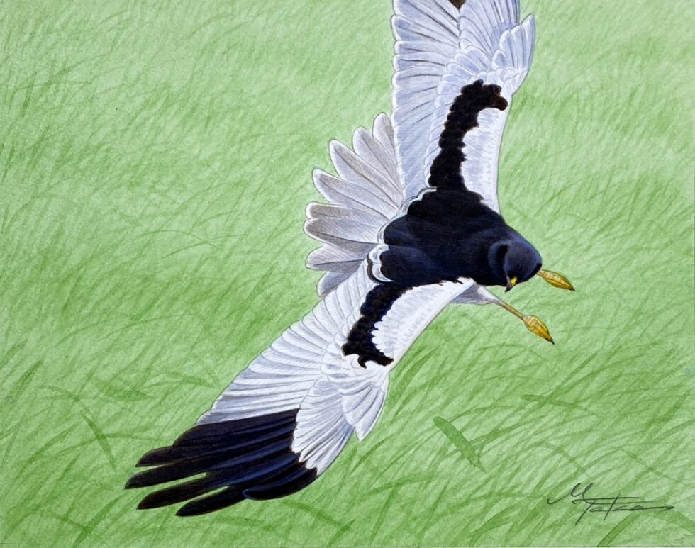 マダラチュウヒ