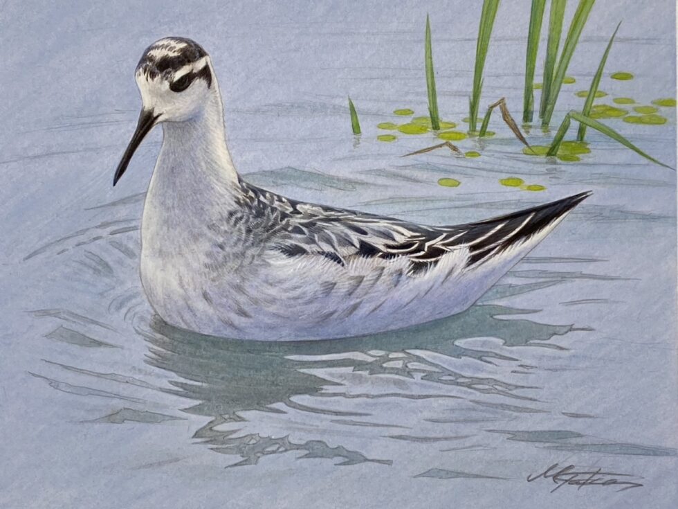 アカエリヒレアシシギ(第一回冬羽) 個人依頼