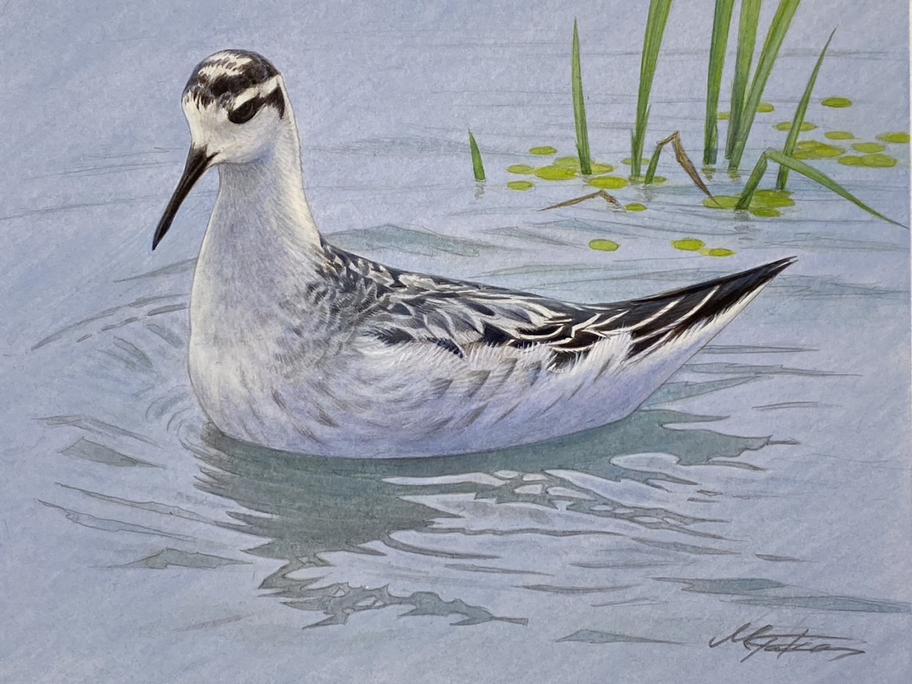 アカエリヒレアシシギ(第一回冬羽) 個人依頼