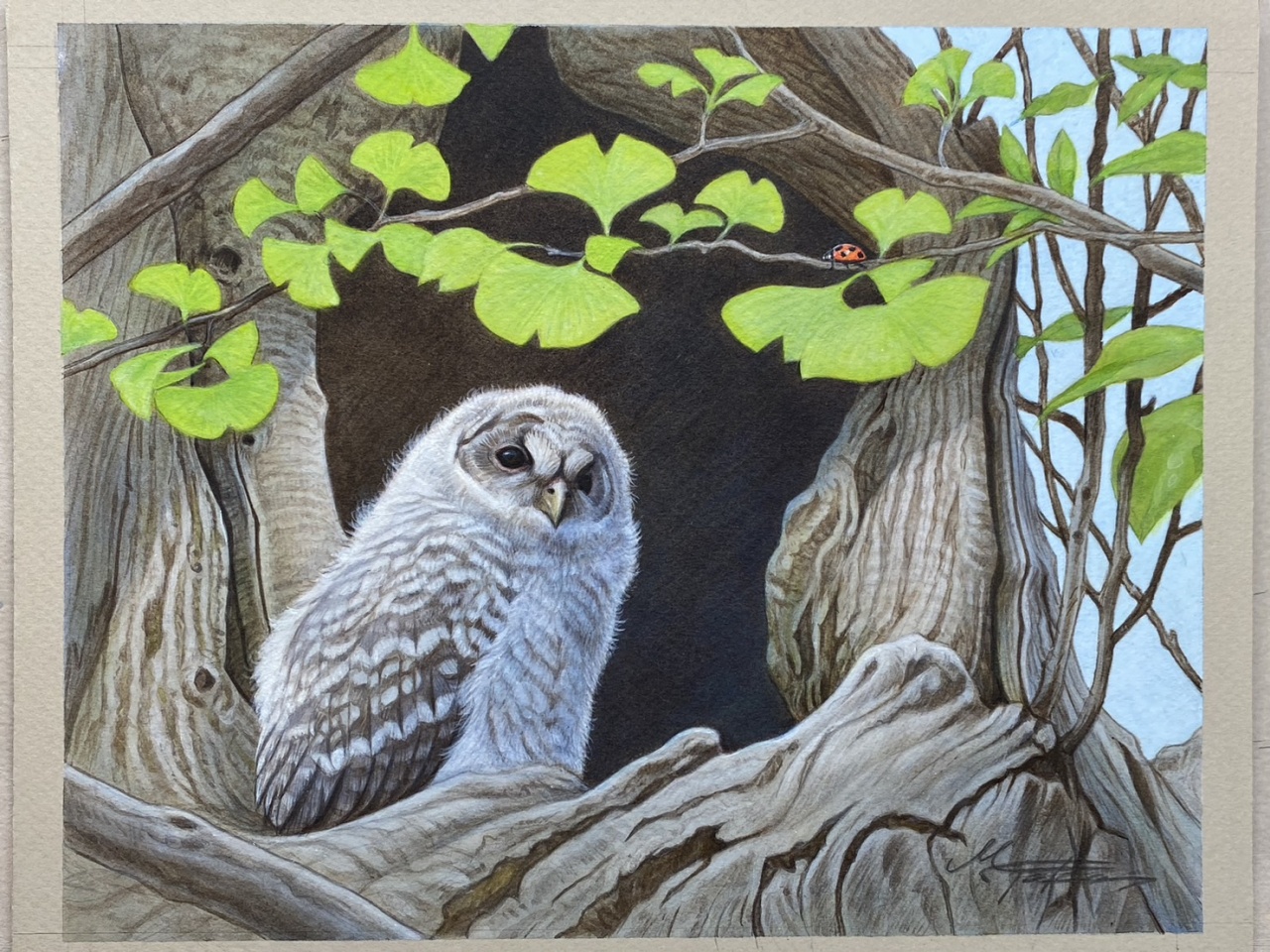 フクロウ　雛