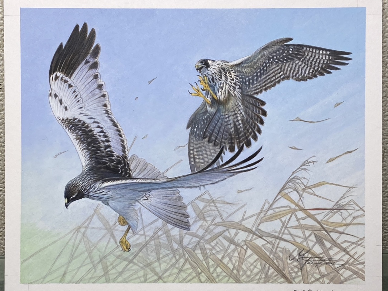 ハヤブサ1wと大陸型チュウヒ